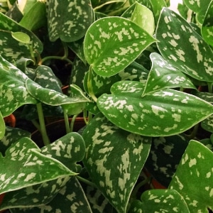 silver philodendron small square