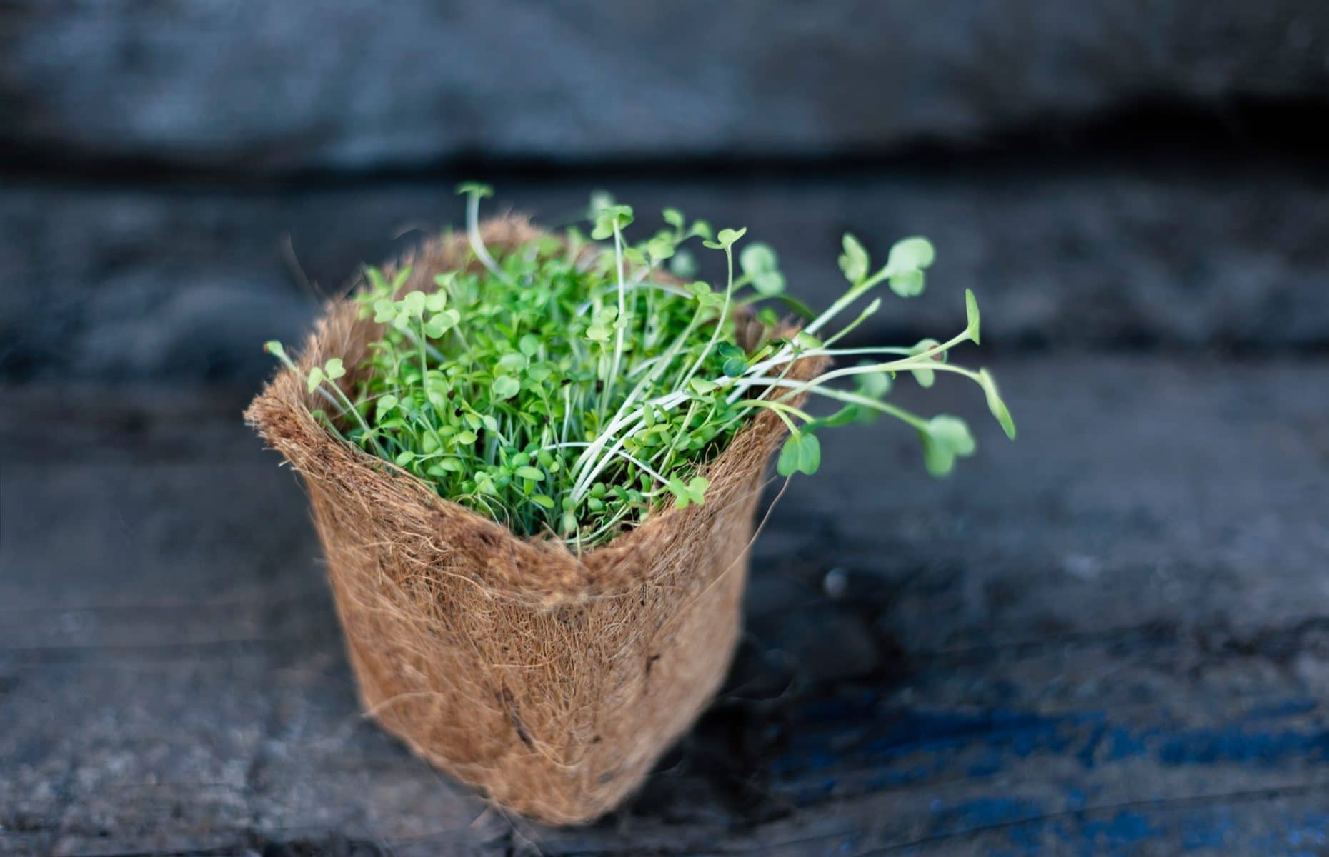 How to Grow Sprouts Indoors Indoor Plant Guides