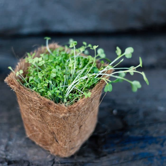 small container of sprouts