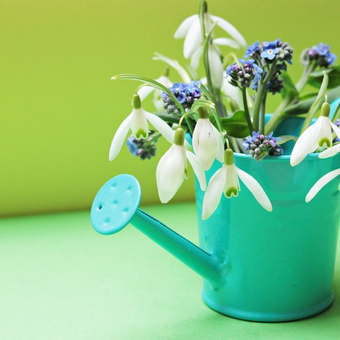 watering can with snowdrops