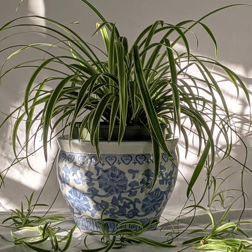 spider plant small square