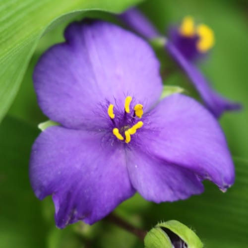 spiderwort