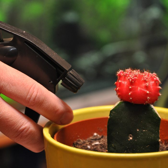 spray bottle and cactus plant