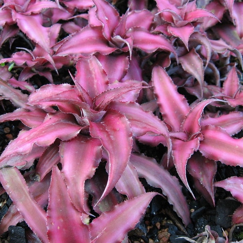 starfish plant small square