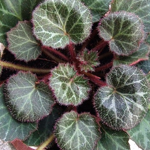 strawberry begonia