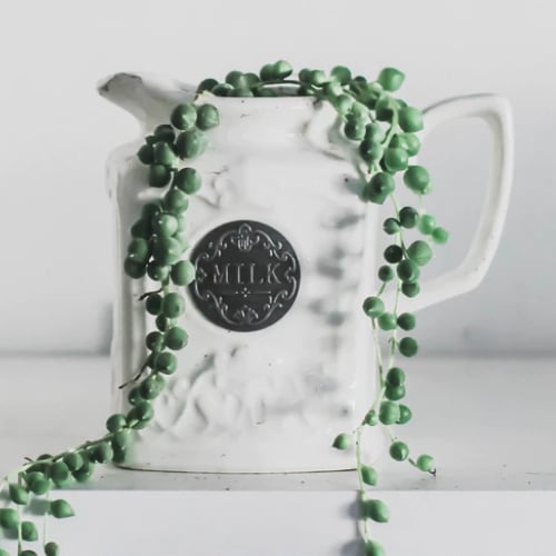string of pearls in milk container