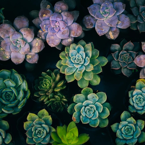 succulent