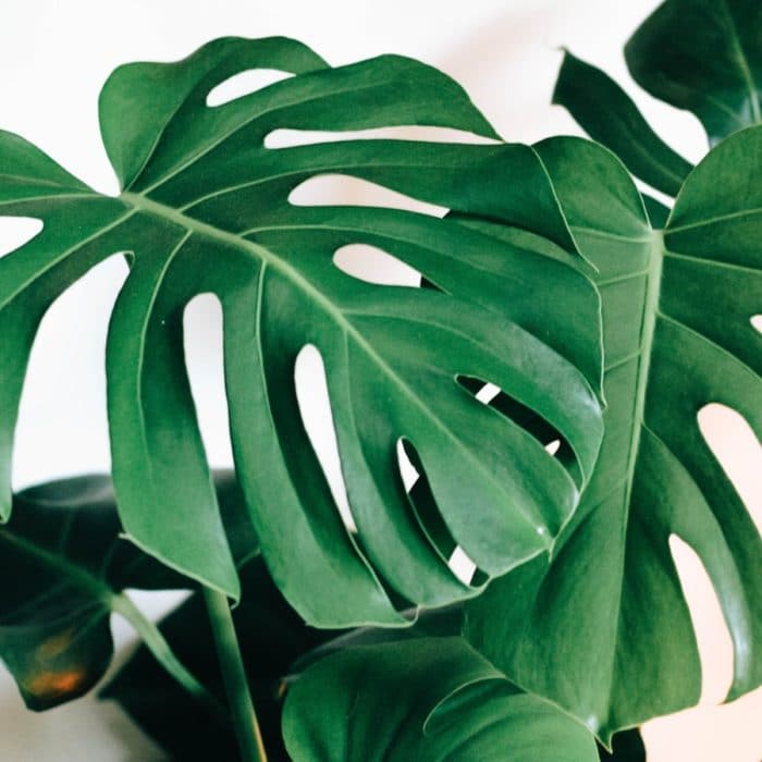 monstera