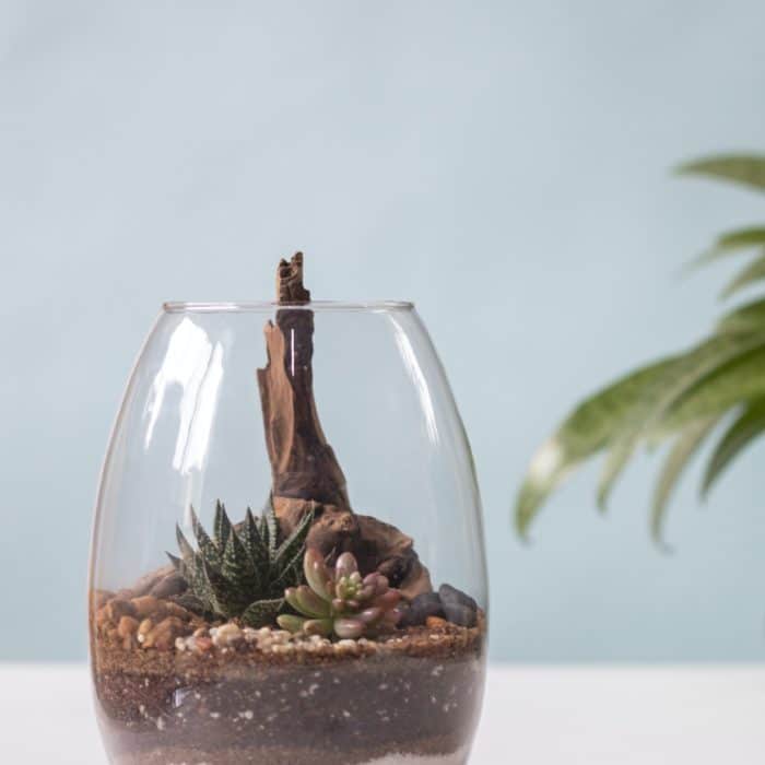 terrarium jar