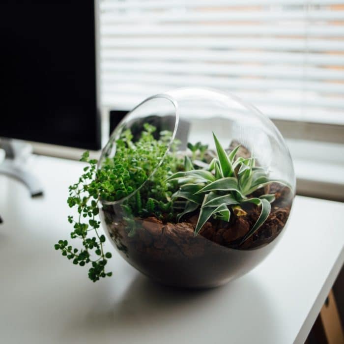 terrarium on desk