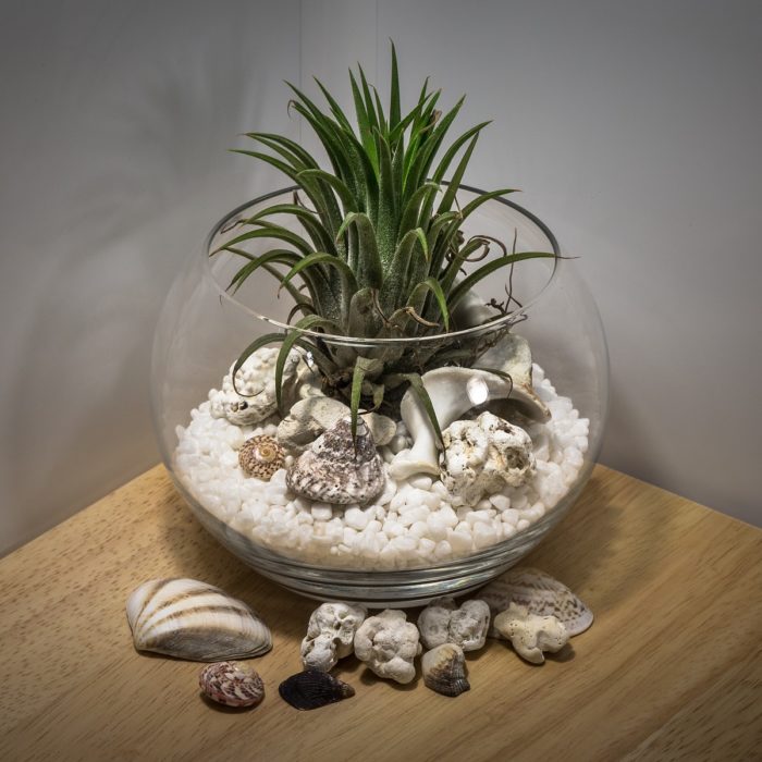 terrarium with shells
