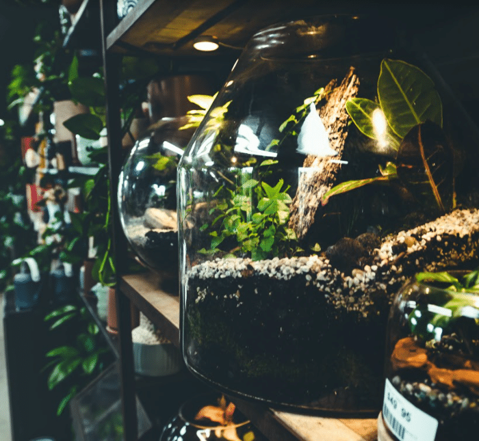 terrariums lachy