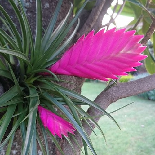 tillandsia cyanea small square