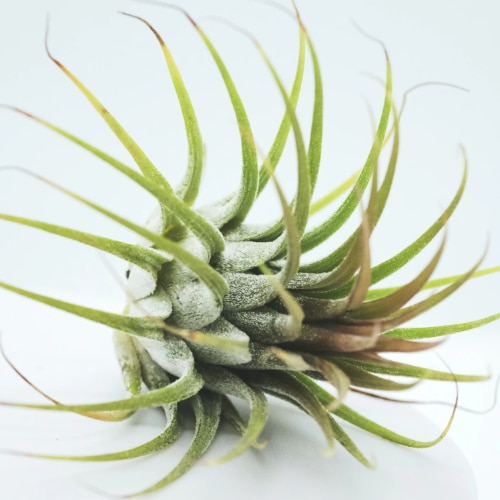 tillandsia small square