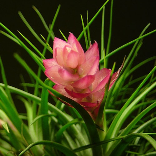 tillandsia stricta small square