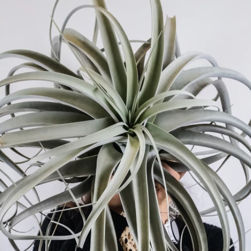 tillandsia xerographica