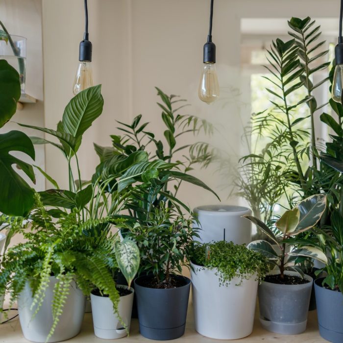 variety of indoor plants
