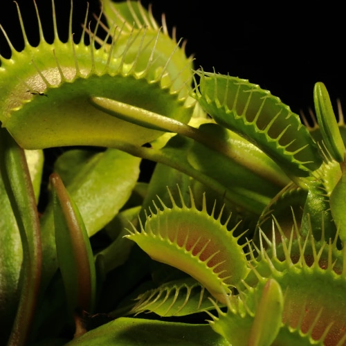 venus flytrap