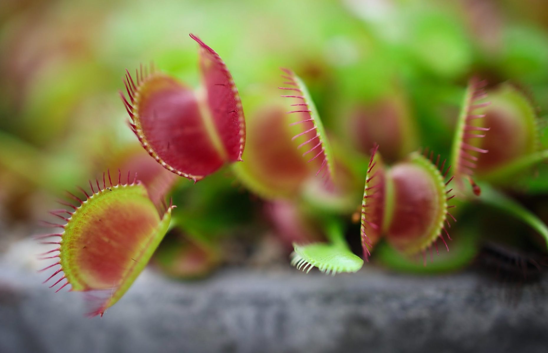 Do Blue Venus Flytraps Exist? Indoor Plant Guides