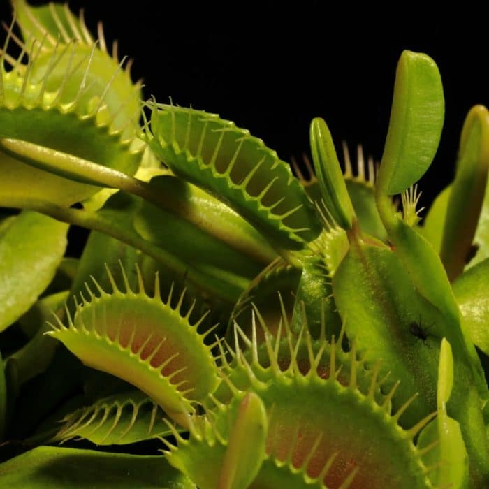 venus flytrap 2