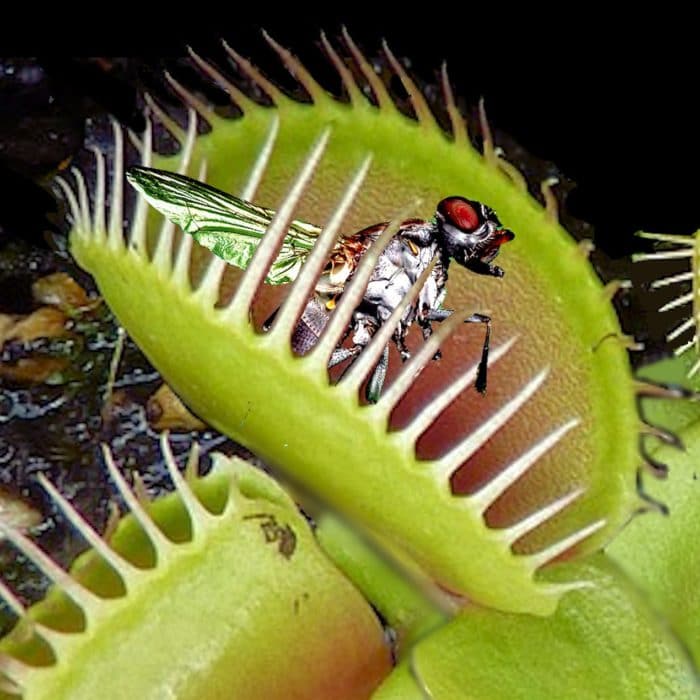 venus flytrap eating fly