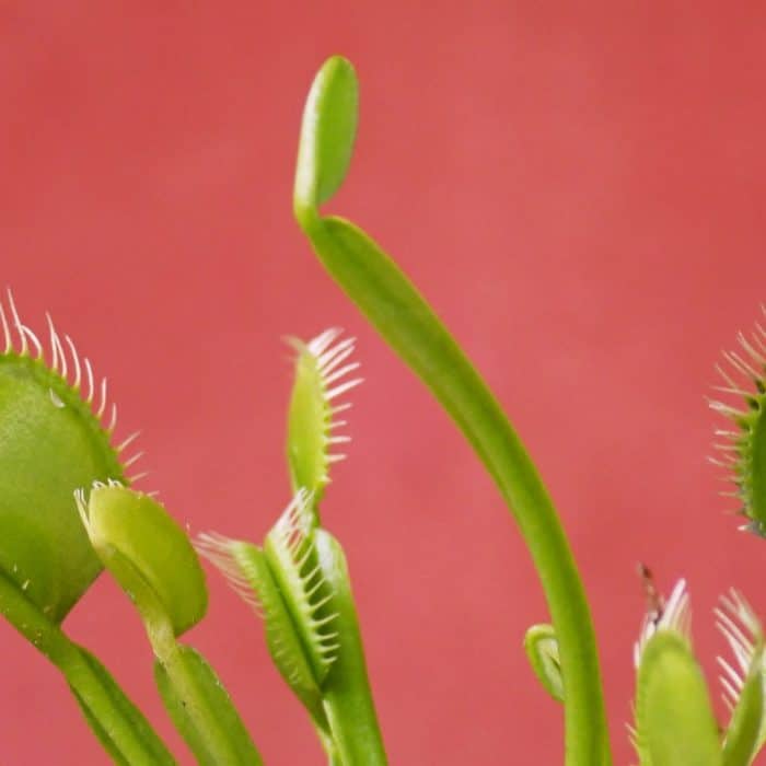 venus flytrap 3