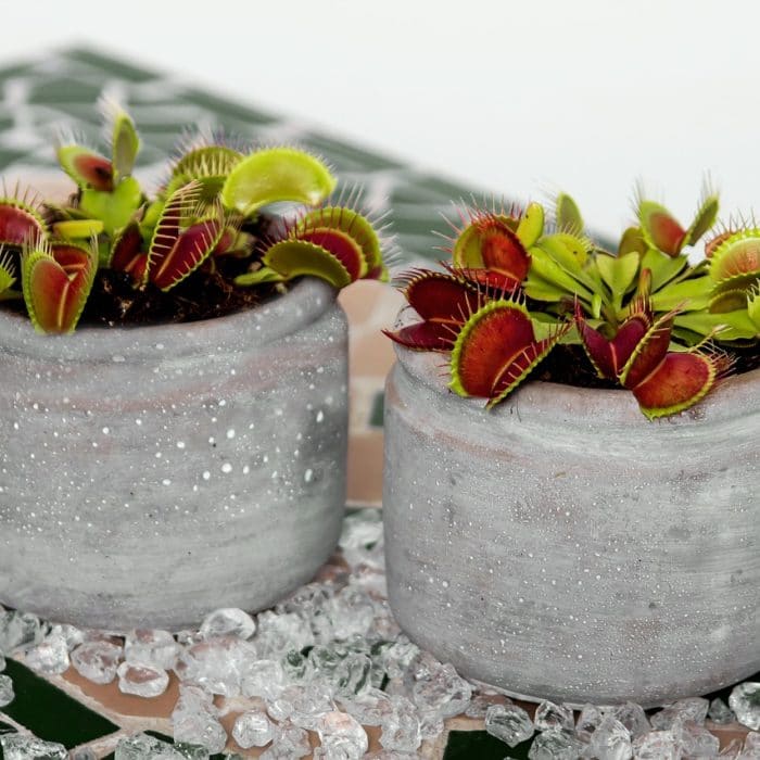 two pots of venus flytrap