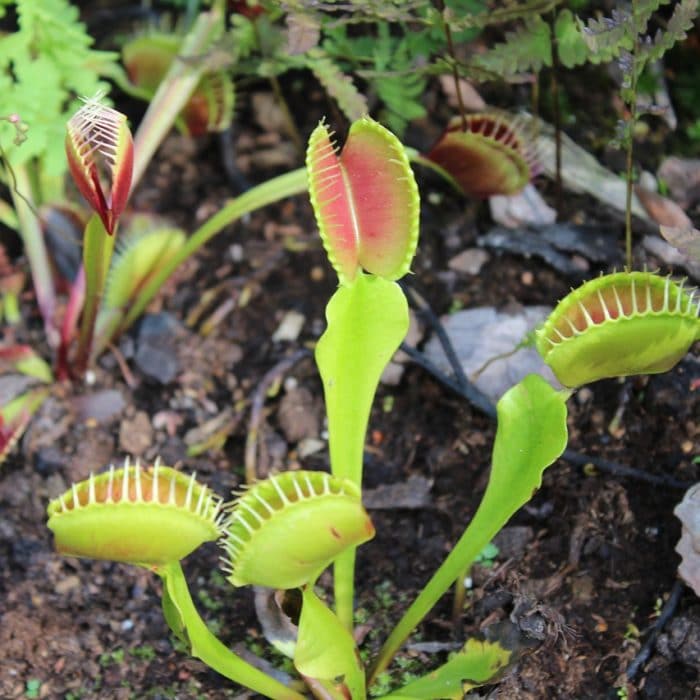 venus flytrap on the ground