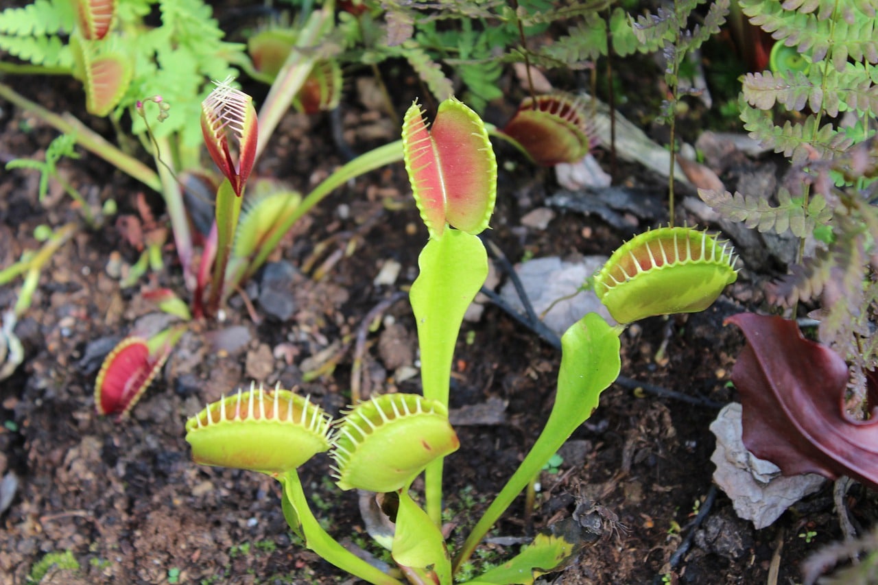 Why Is My Venus Flytrap Turning Black? Indoor Plant Guides