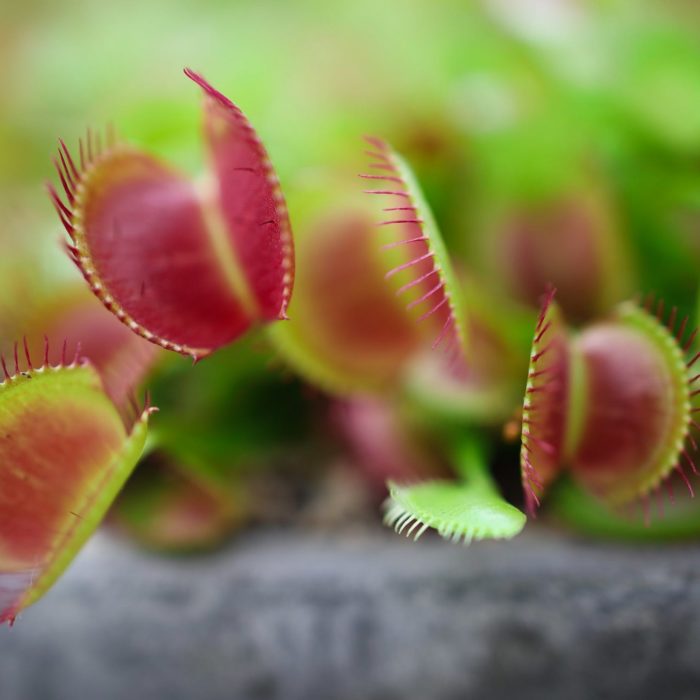 venus flytrap