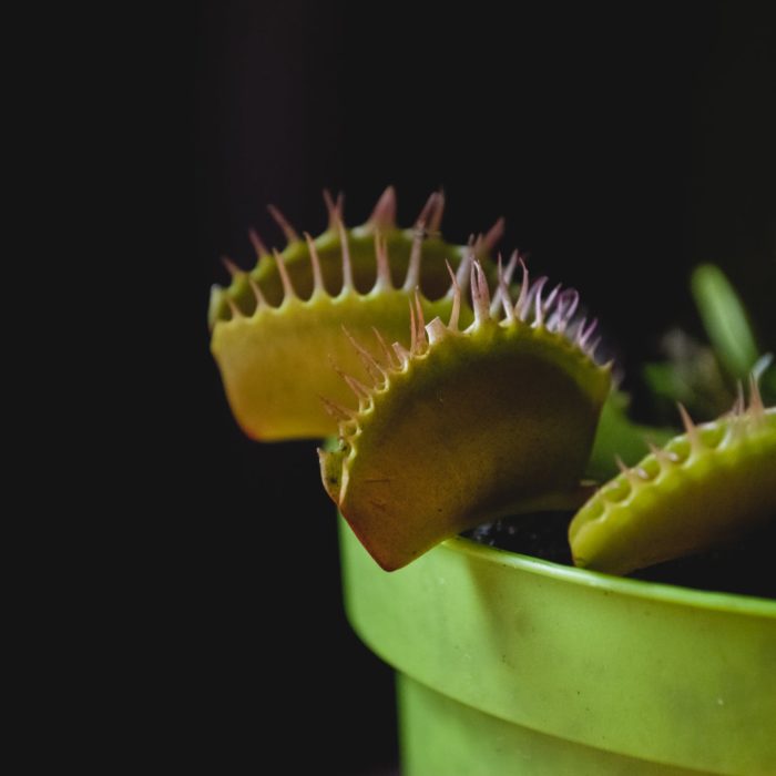 venus flytrap black background