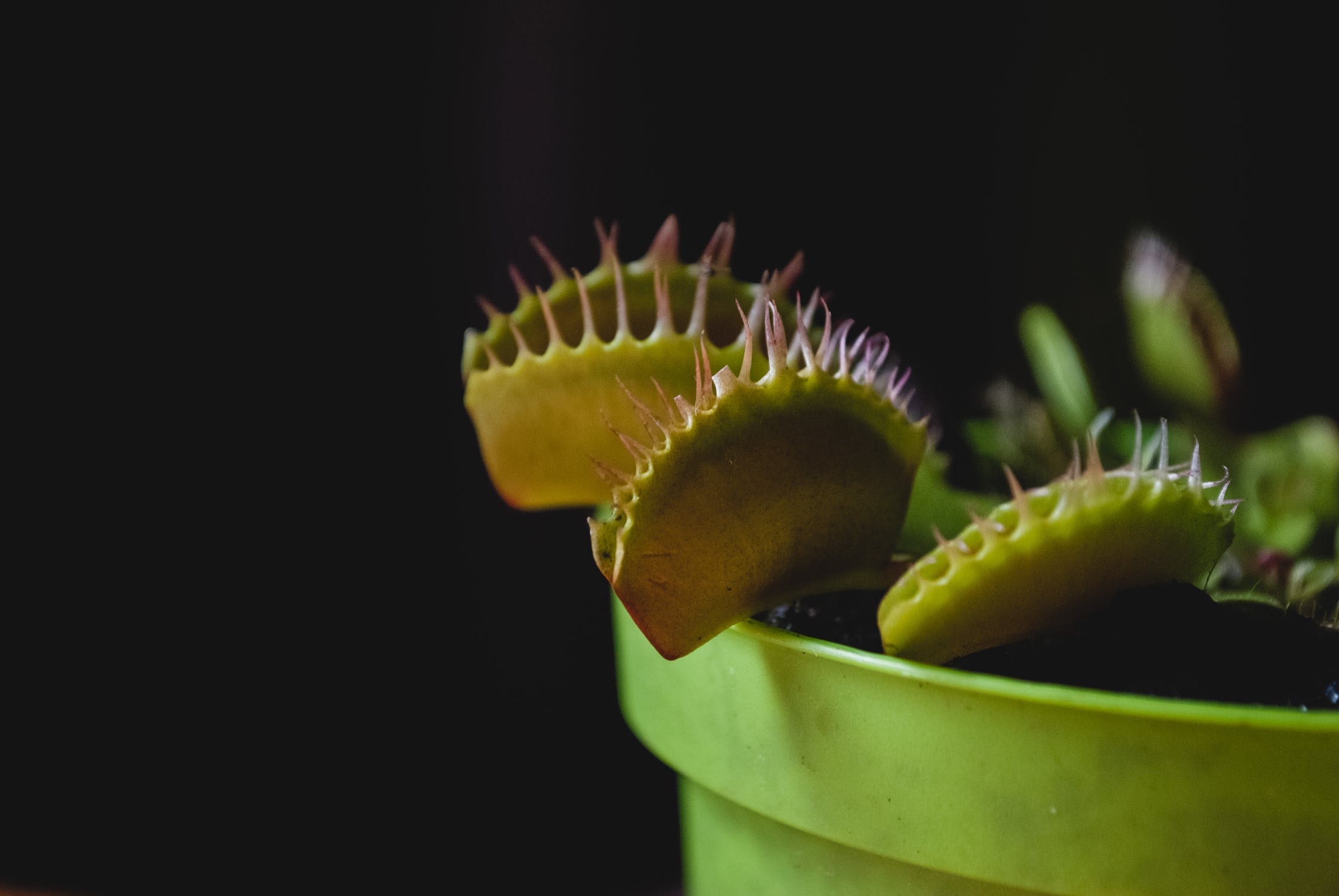 Why Is My Venus Flytrap Turning Black? Indoor Plant Guides