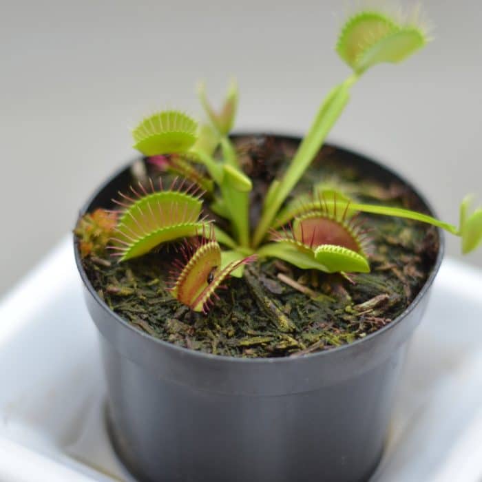 venus flytrap in pot