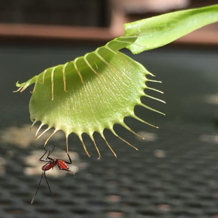 venus flytrap with insect