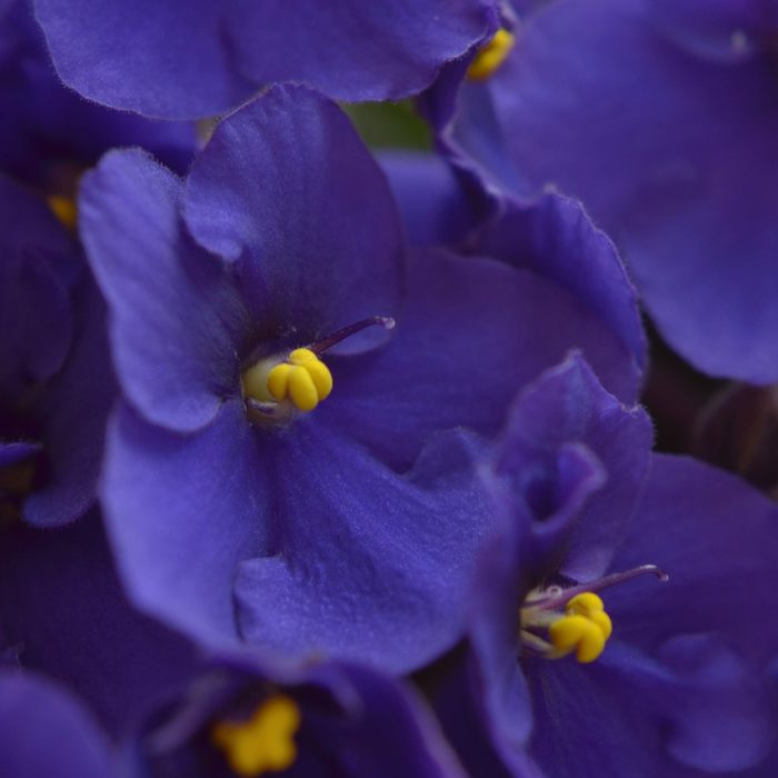 african violets