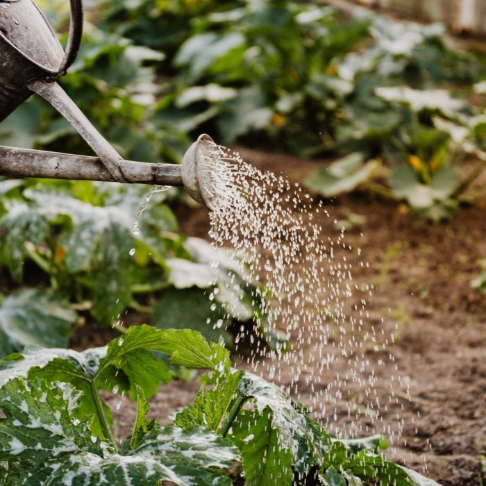 watering can