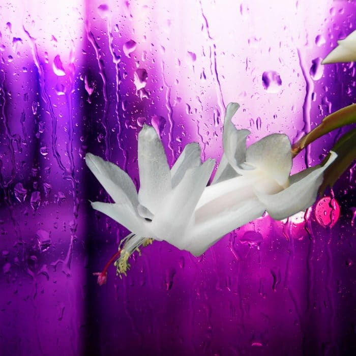 white flower with purple background