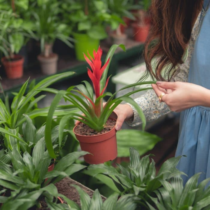 woman taking care of plant
