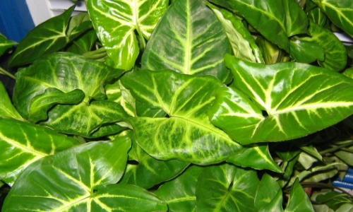 Arrowhead plant leaves