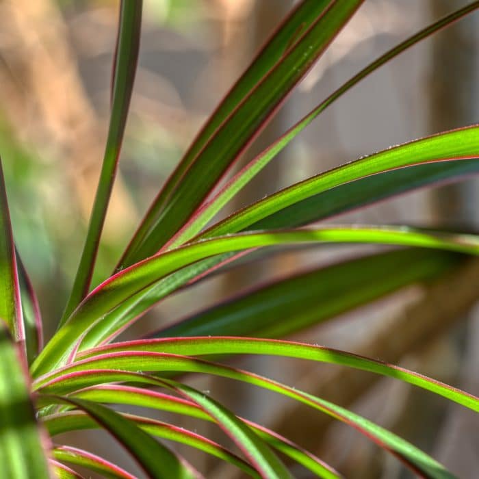 Dracaena leaves