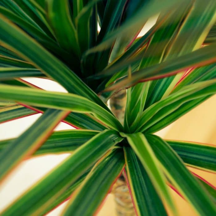 Dracaena leaves flower