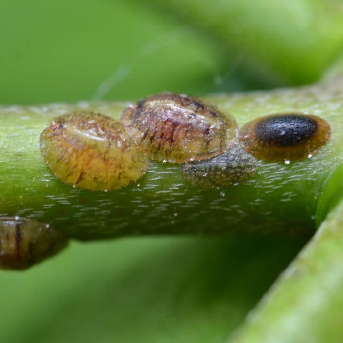 Scale on plant