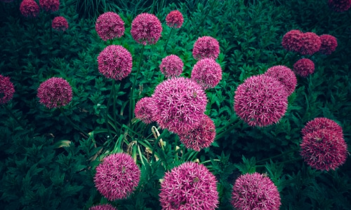 allium small