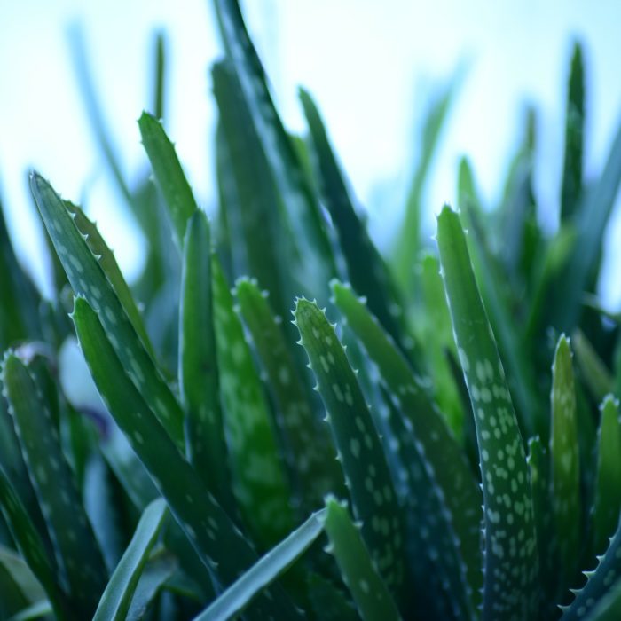 aloe-vera stems