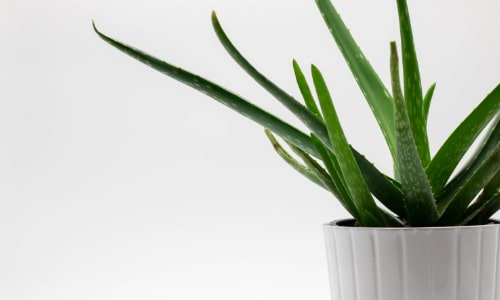 aloe vera in white pot