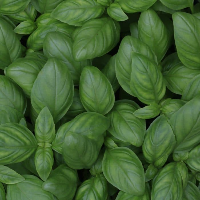 basil leaves