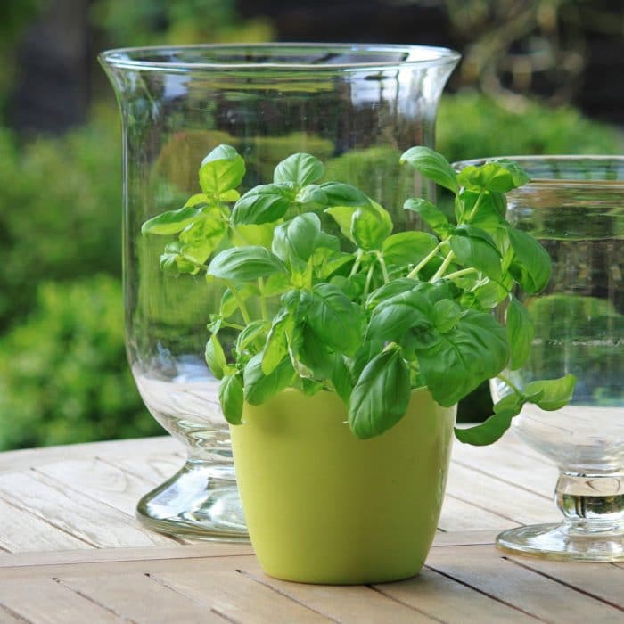 basil plant in yellow pot with glass jars in background