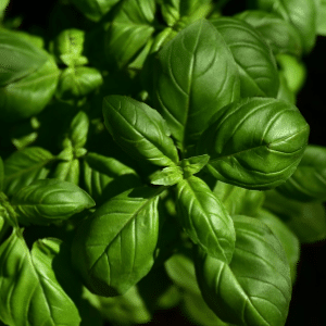 basil small