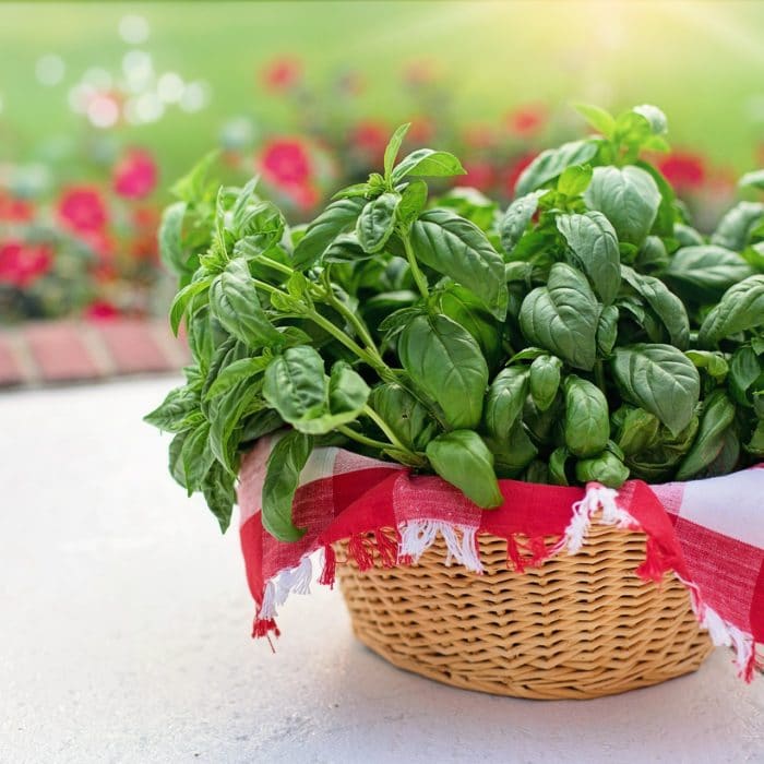 basket of basil