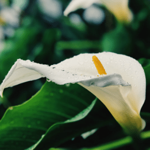 calla lily small